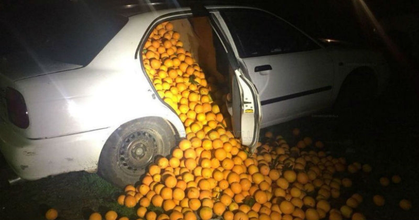 En España, una familia fue arrestada por robar cuatro toneladas de naranjas