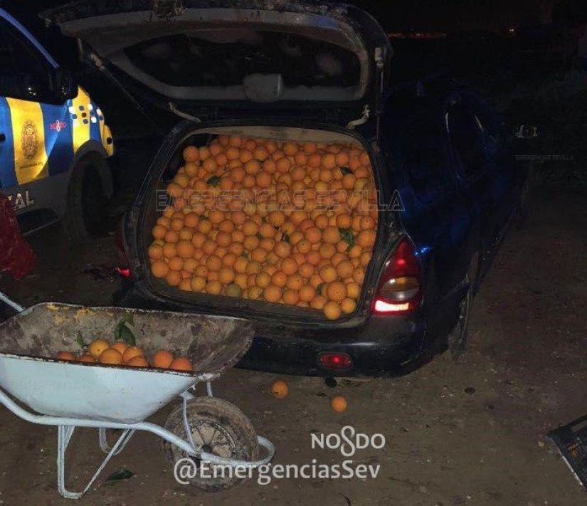 En España, una familia fue arrestada por robar cuatro toneladas de naranjas