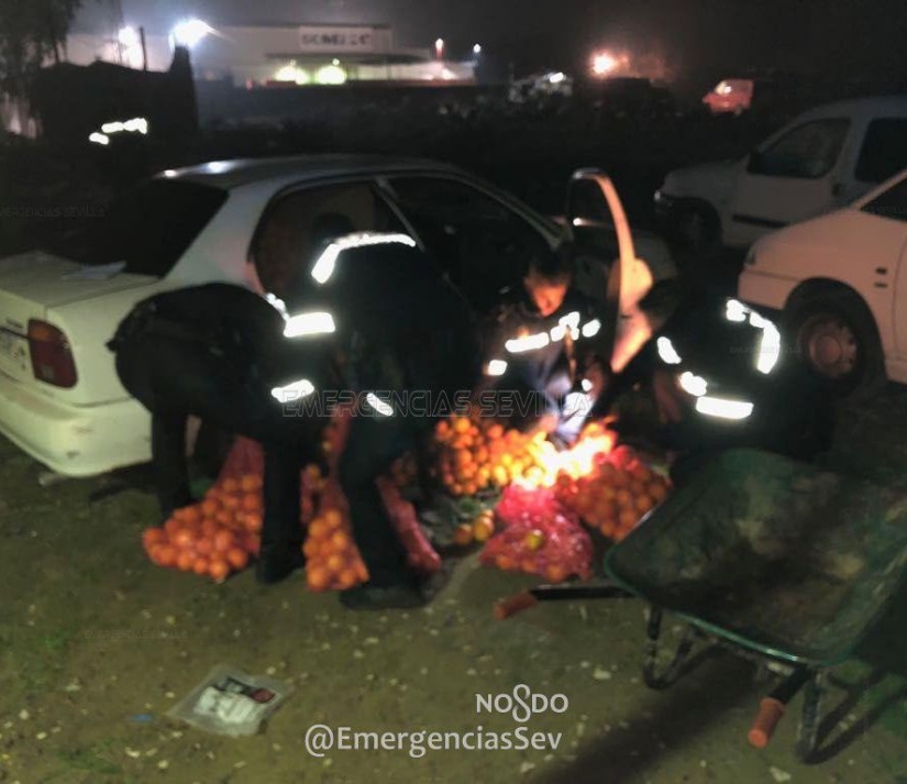 En España, una familia fue arrestada por robar cuatro toneladas de naranjas