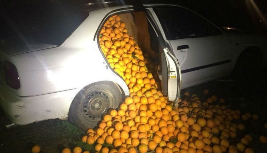 En España, una familia fue arrestada por robar cuatro toneladas de naranjas