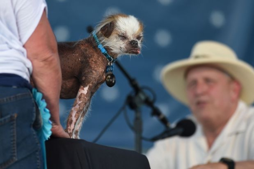En Estados Unidos, eligieron al "perro más feo del mundo"
