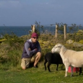 En Francia, buscan introvertidos que vivan en una isla con focas, ovejas y conejos