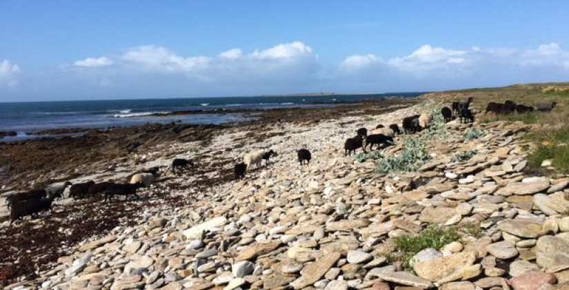 En Francia, buscan introvertidos que vivan en una isla con focas, ovejas y conejos