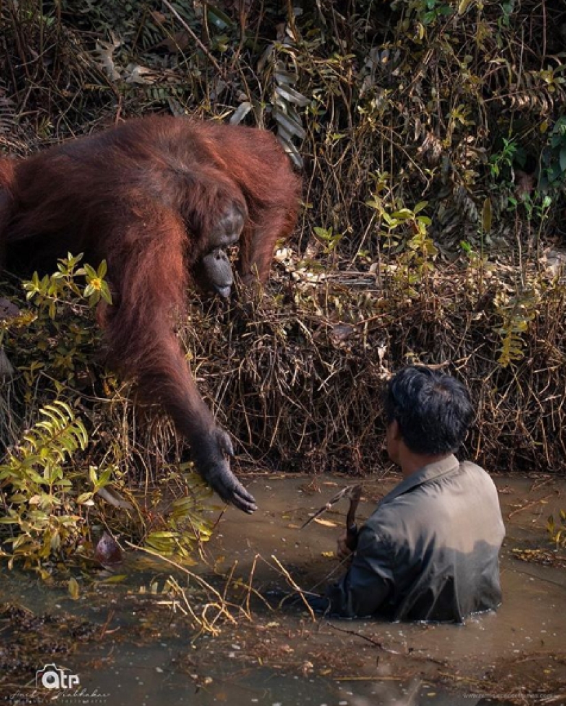 En los bosques de Borneo, un orangután acudió en ayuda de un hombre y se metió en el marco