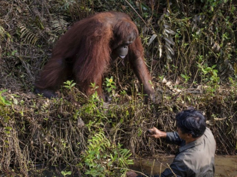 En los bosques de Borneo, un orangután acudió en ayuda de un hombre y se metió en el marco