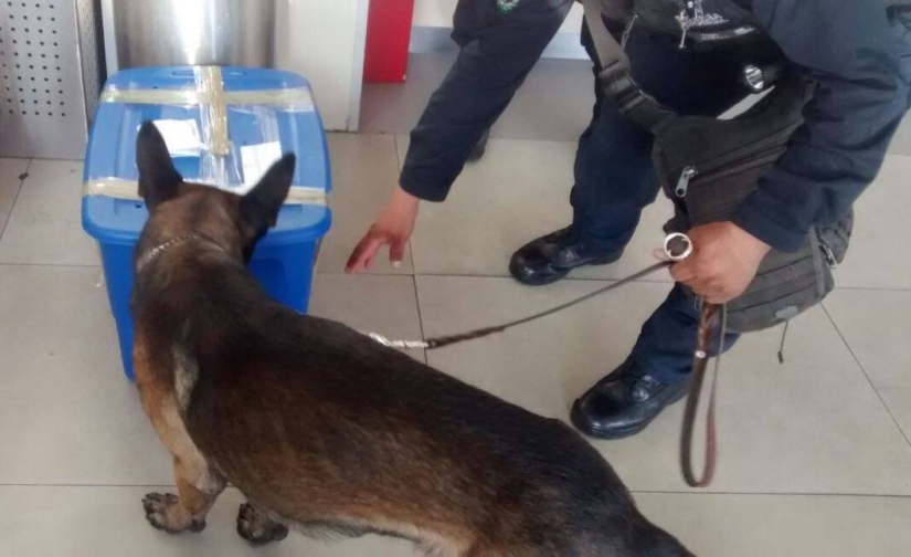 En México, un cachorro de tigre fue inyectado con sedantes y enviado por correo en una caja de plástico