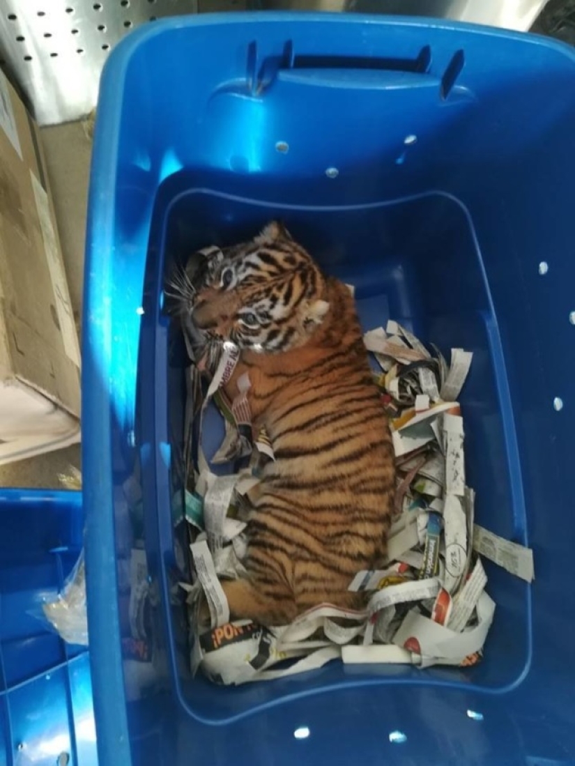 En México, un cachorro de tigre fue inyectado con sedantes y enviado por correo en una caja de plástico