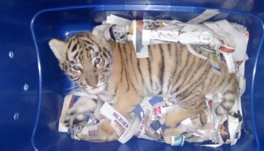 En México, un cachorro de tigre fue inyectado con sedantes y enviado por correo en una caja de plástico En México, un cachorro de tigre fue inyectado con sedantes y enviado por correo en una caja de plástico
