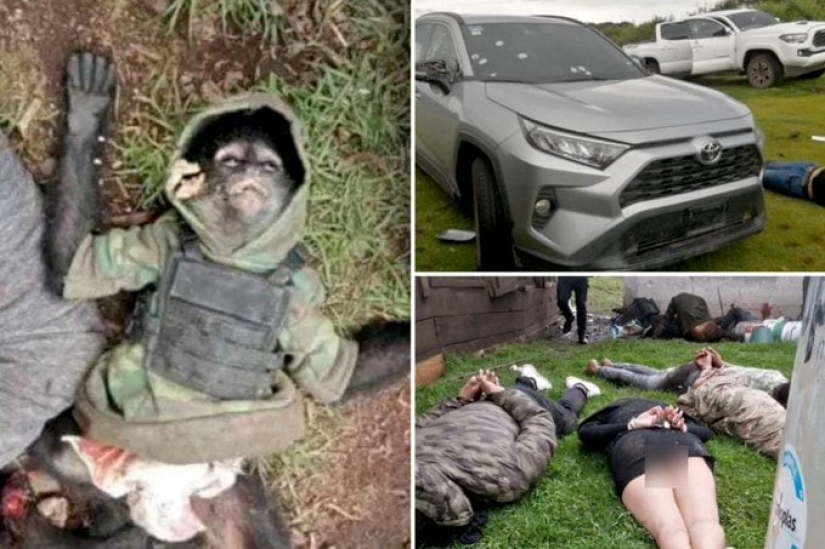 En México, un mono armado murió en un tiroteo entre cárteles de la droga