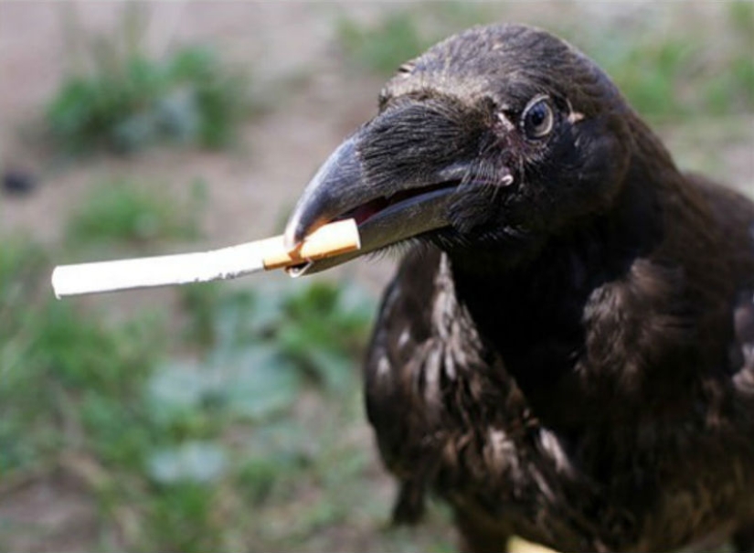 En Ámsterdam quieren enseñar a los cuervos a recoger colillas de cigarrillos