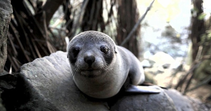 En Nueva Zelanda, una foca entró en la casa y tomó el lugar de un gato