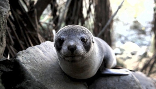 En Nueva Zelanda, una foca entró en la casa y tomó el lugar de un gato En Nueva Zelanda, una foca entró en la casa y tomó el lugar de un gato