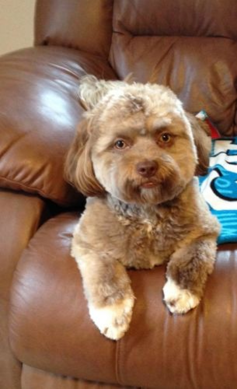 En Reddit se encontró un perro con rostro humano, que incluso sabe guiñar un ojo con astucia