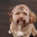 En Reddit se encontró un perro con rostro humano, que incluso sabe guiñar un ojo con astucia