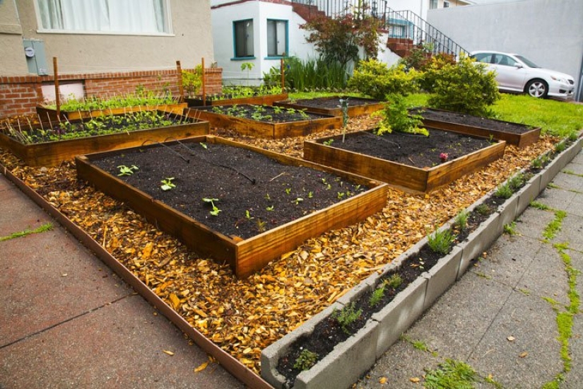 En solo 60 días, este tipo ha cultivado un jardín fresco frente a la casa