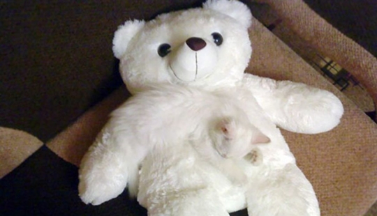 Encuentra un gato: astuto bigotudo a rayas, que no se puede encontrar en la foto