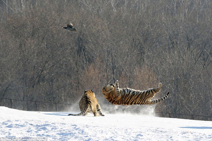 Epic fall of a tiger as a result of an unsuccessful attempt to catch a bird