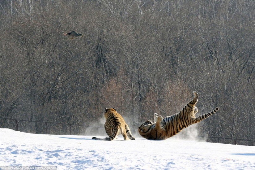 Epic fall of a tiger as a result of an unsuccessful attempt to catch a bird