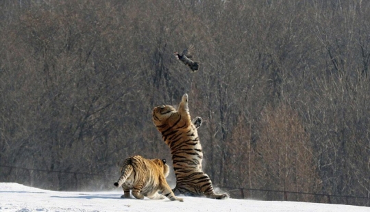 Epic fall of a tiger as a result of an unsuccessful attempt to catch a bird Epic fall of a tiger as a result of an unsuccessful attempt to catch a bird