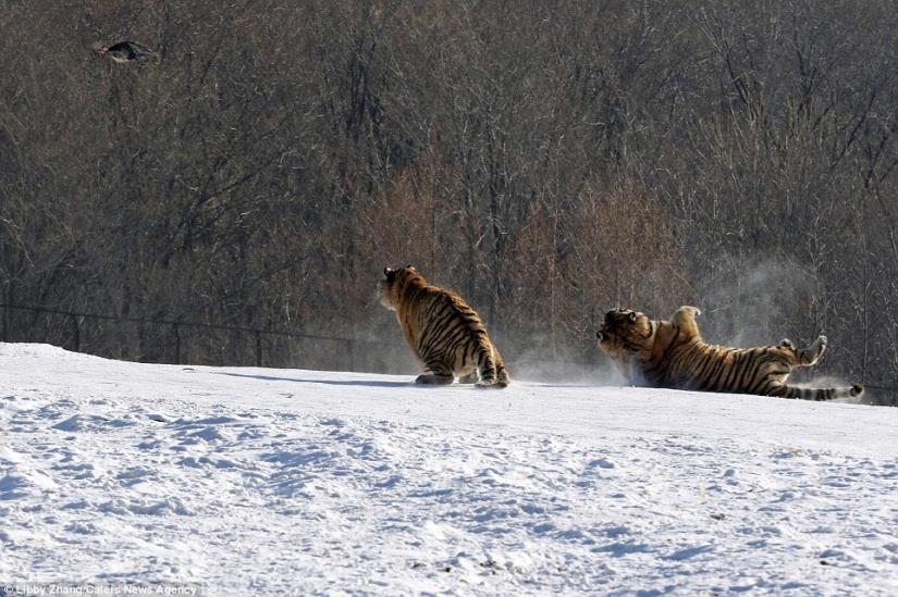 Epic fall of a tiger as a result of an unsuccessful attempt to catch a bird