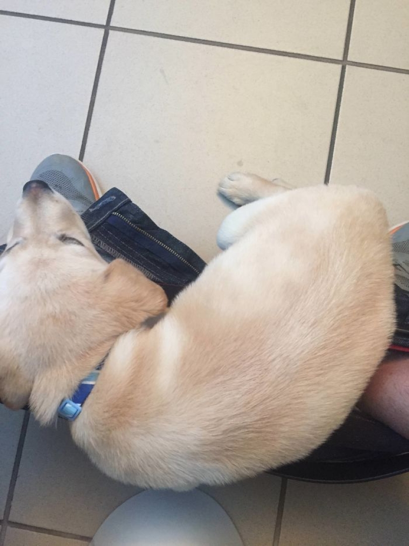 "Es hora de comprar pantalones más grandes": un cachorro de labrador no puede dejar a su dueño ni siquiera en el baño