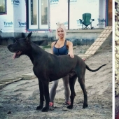 Es un perro o un caballo? El Gran Trueno Danés mide más de 2 metros de altura y pesa 95 kilos