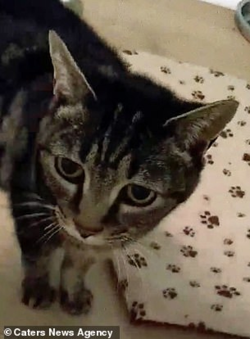 "Espérame y volveré": un gato desaparecido conoció a su dueño después de 13 años de separación
