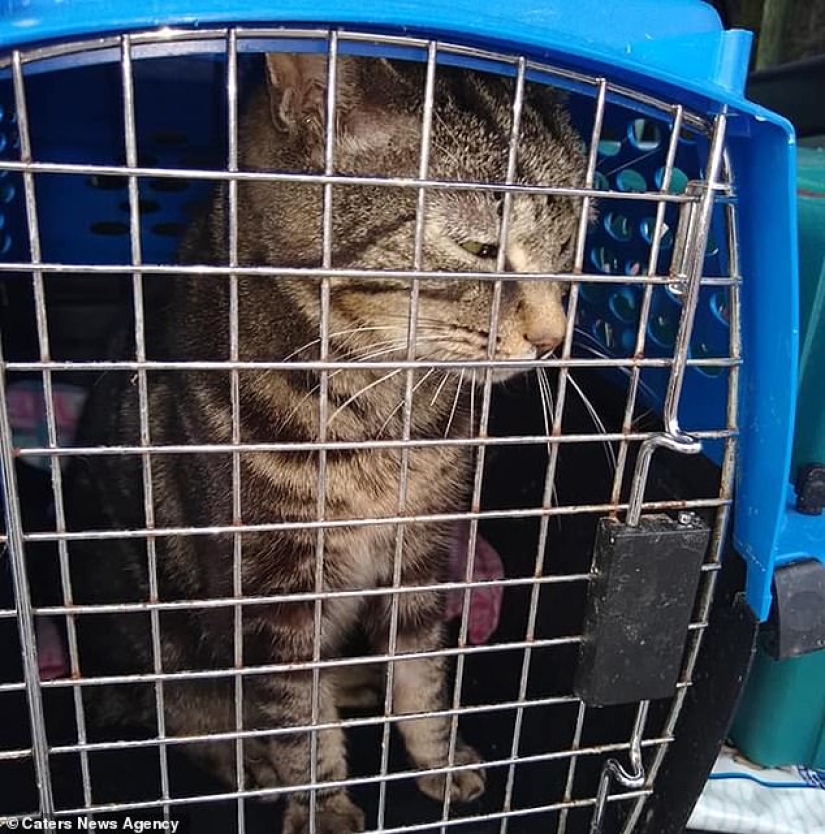 "Espérame y volveré": un gato desaparecido conoció a su dueño después de 13 años de separación