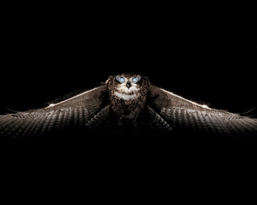 Estas son las 100 fotos más valiosas de búhos de todos los tiempos