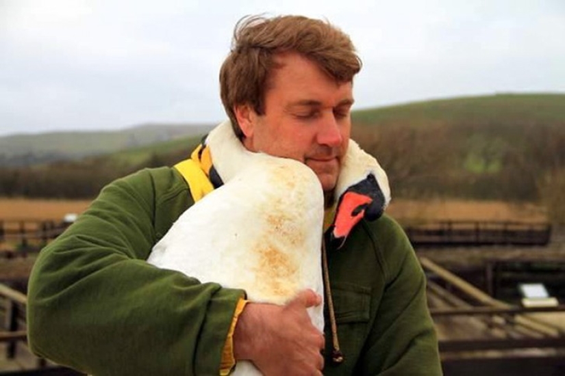 Este hermoso cisne abrazó a un hombre en agradecimiento por el rescate