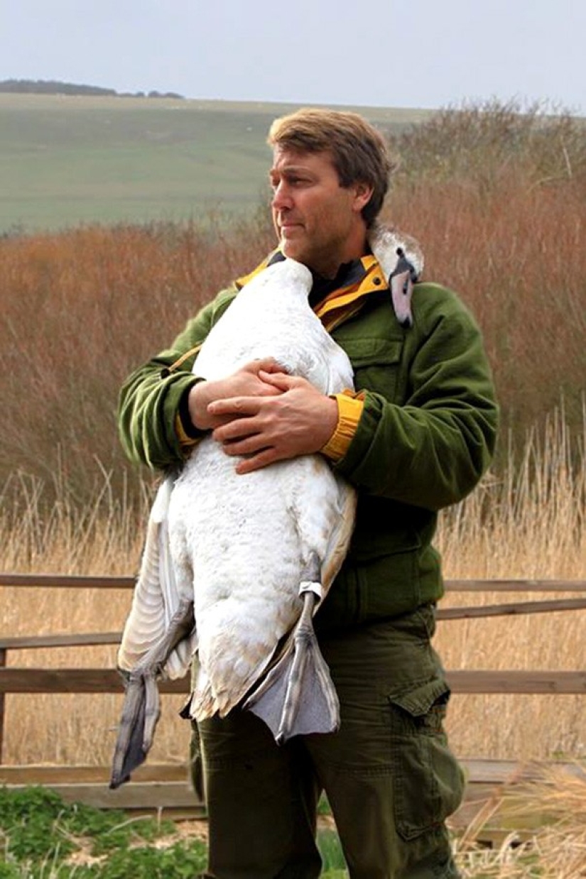 Este hermoso cisne abrazó a un hombre en agradecimiento por el rescate