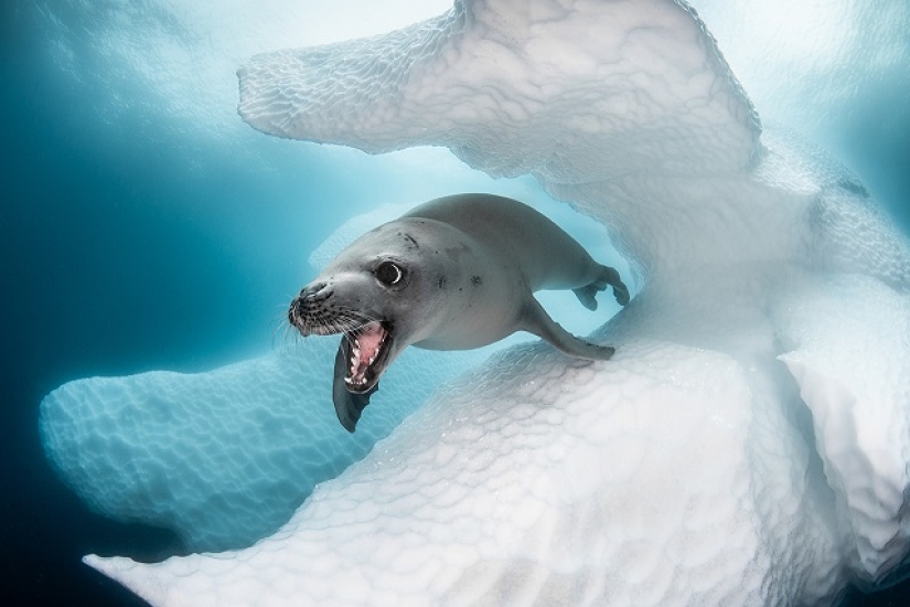 Este maravilloso mundo submarino: las mejores imágenes del concurso de fotografía submarina Ocean Art 2019