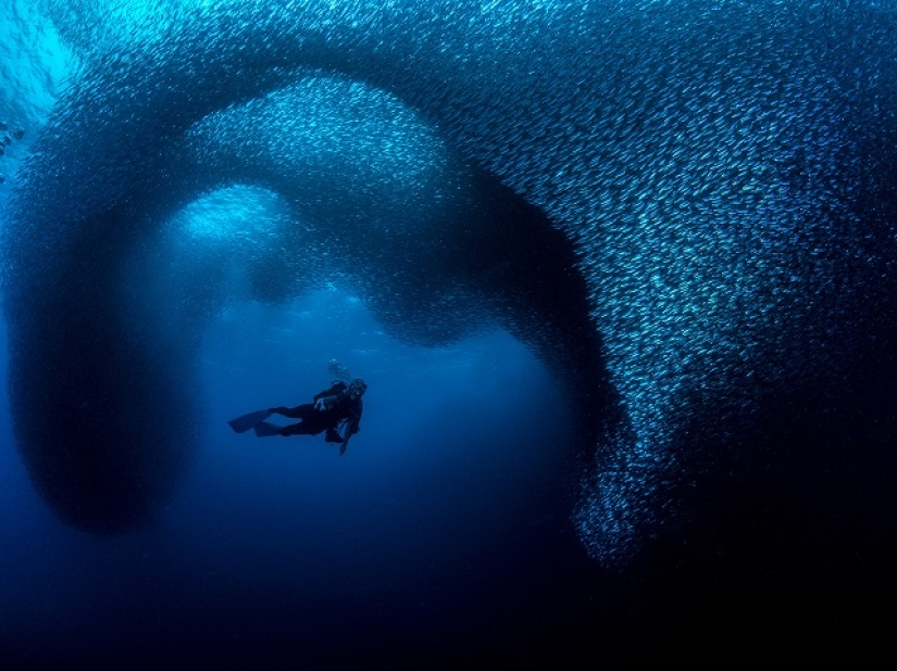 Este maravilloso mundo submarino: las mejores imágenes del concurso de fotografía submarina Ocean Art 2019