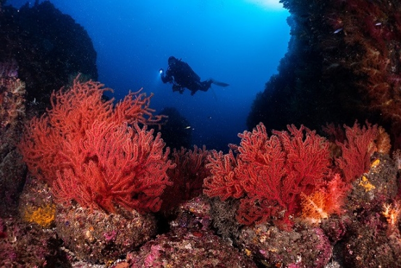 Este maravilloso mundo submarino: las mejores imágenes del concurso de fotografía submarina Ocean Art 2019