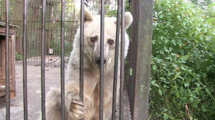 Este oso lleva 30 años esperando ser rescatado