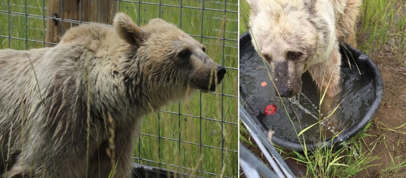 Este oso lleva 30 años esperando ser rescatado