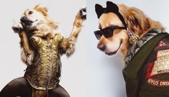 Este perro perdiguero se ha ganado un Oscar: una mascota que repite exactamente las imágenes escénicas de Madonna