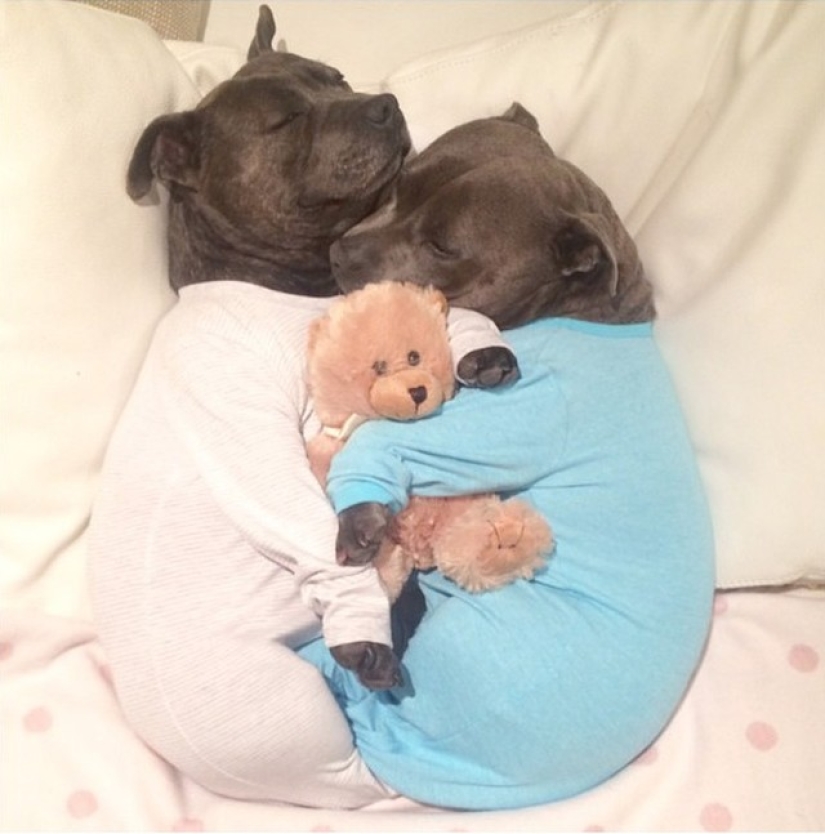 ¡Estos adorables hermanos bull terrier harán que tu día sea mucho mejor!