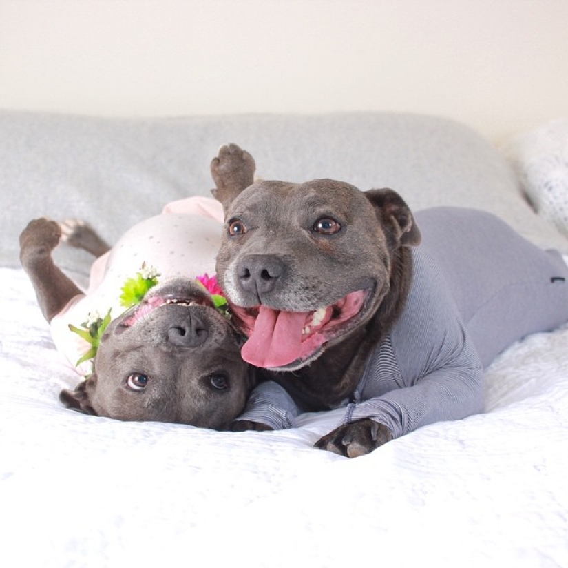 ¡Estos adorables hermanos bull terrier harán que tu día sea mucho mejor!