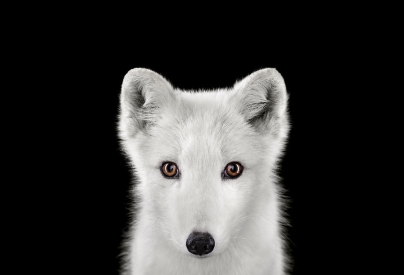 ¡Estos retratos son simplemente fascinantes! Ojo a ojo