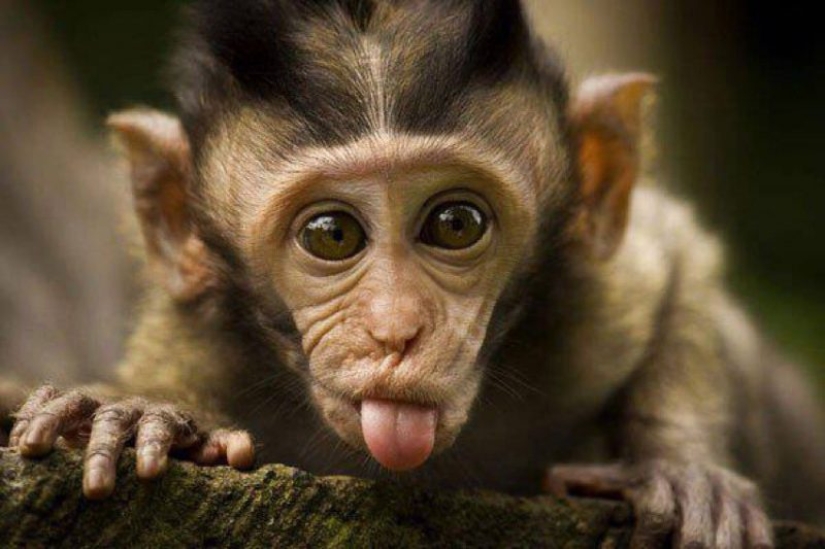 Even primates know how to behave with girls! 14 gifs to prove it