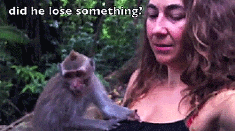Even primates know how to behave with girls! 14 gifs to prove it