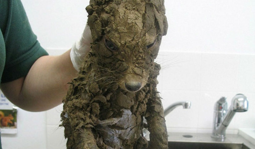 Even the veterinarians couldn't figure out who it was until they washed it