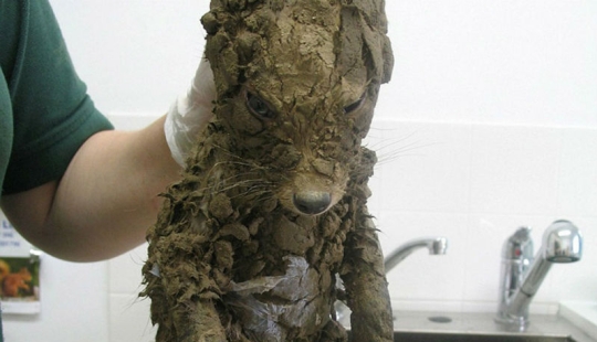 Even the veterinarians couldn't figure out who it was until they washed it