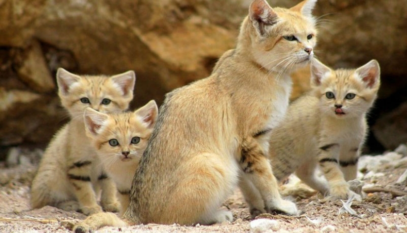 Even when they grow up, these cats look like kittens. And their kittens also look like kittens