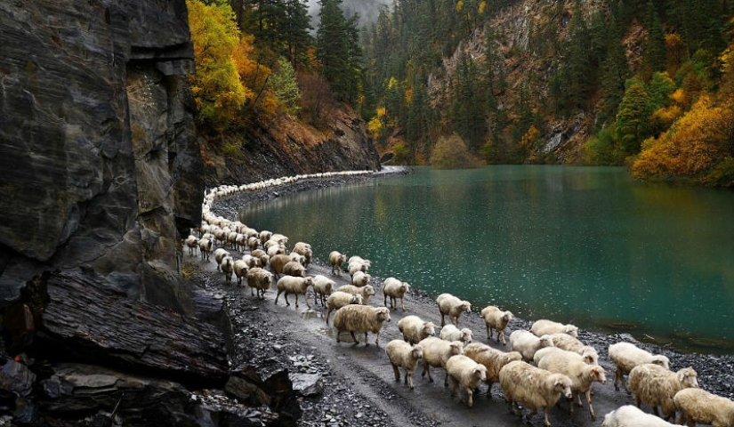 Every year thousands of sheep in Georgia make a dangerous journey from the mountains with a height of 3000 meters