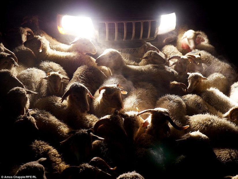 Every year thousands of sheep in Georgia make a dangerous journey from the mountains with a height of 3000 meters