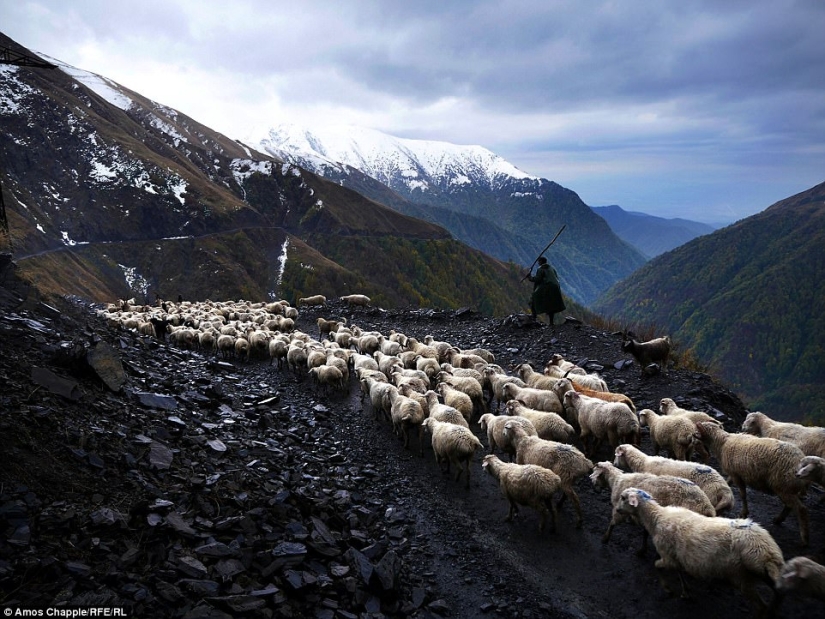 Every year thousands of sheep in Georgia make a dangerous journey from the mountains with a height of 3000 meters