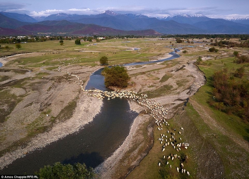 Every year thousands of sheep in Georgia make a dangerous journey from the mountains with a height of 3000 meters