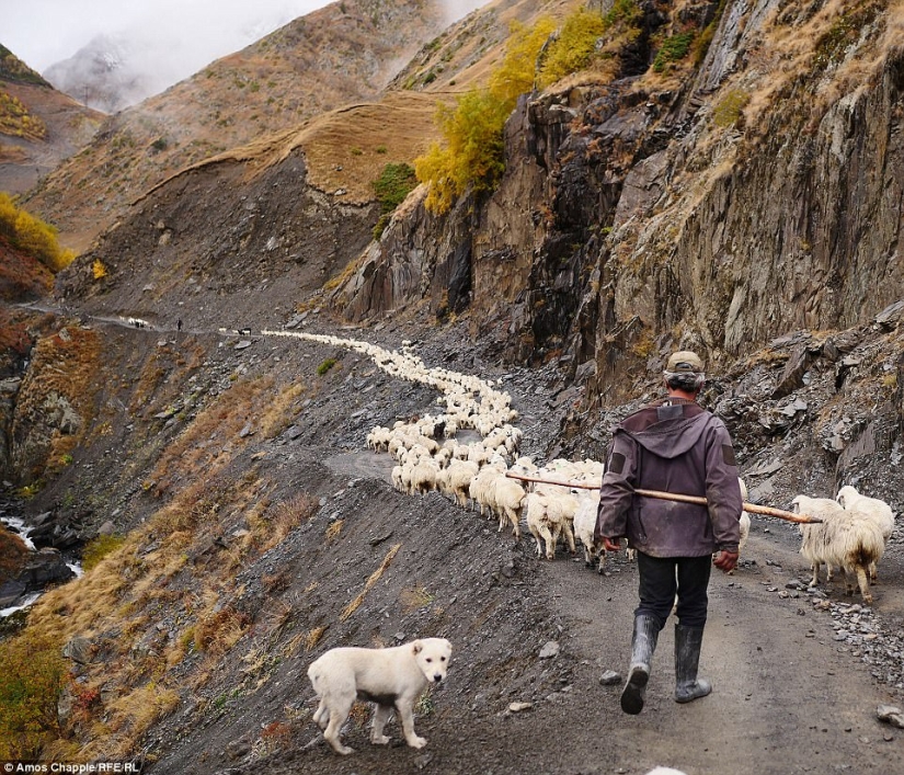 Every year thousands of sheep in Georgia make a dangerous journey from the mountains with a height of 3000 meters